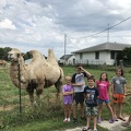 Visting the Camels in Avon1